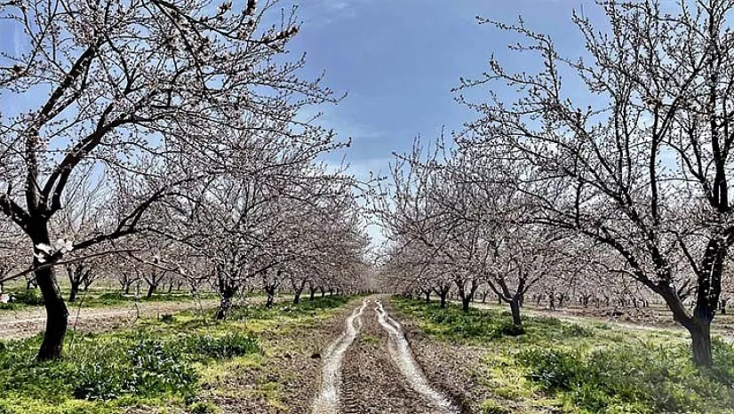 Kayısı üreticileri verimli bir sezon bekliyor