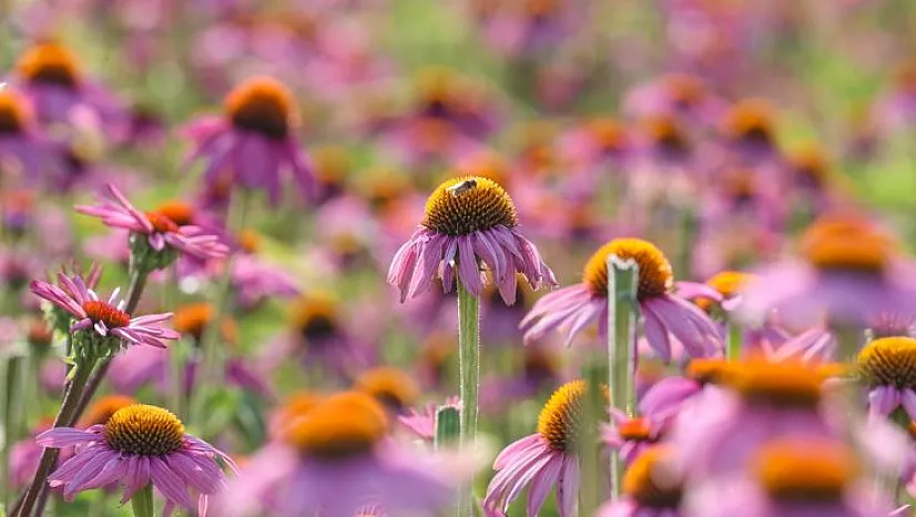 Tıbbi ve aromatik bitkilerin hasadı