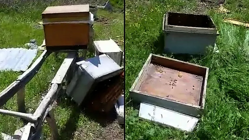 Aç kalan ayı arı kovanlarını parçaladı