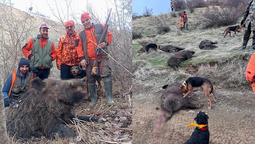 Avcılardan 250 kilo ağrılığında domuz avı
