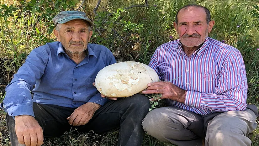 Baskil'de 4 kg ağırlığında dev mantar