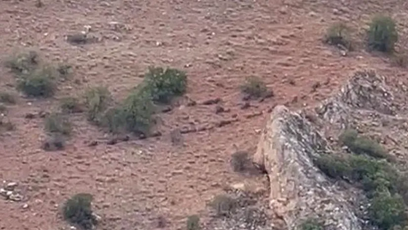 Baskil'de domuz sürüsü görüntülendi