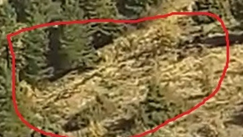 Baskil'de domuz sürüsü görüntülendi