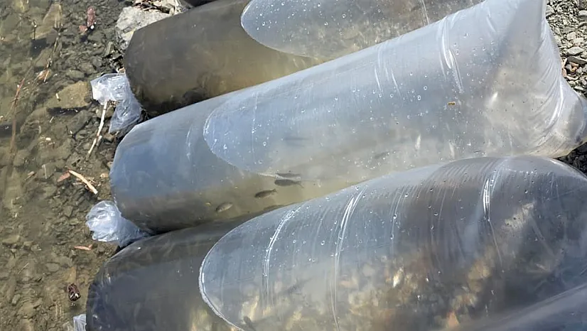 Beyhan Barajı'na 50 bin yavru balık bırakıldı