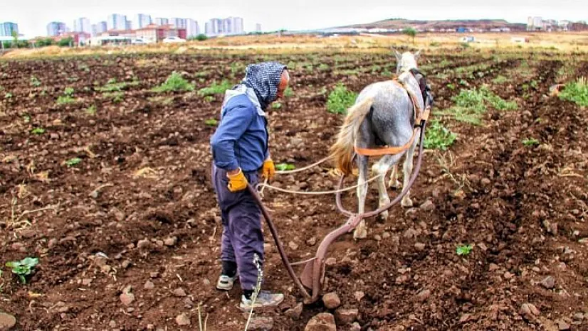 Çiftçi kara sabandan vazgeçemiyor