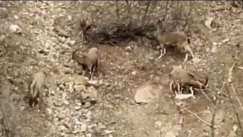 Dağ keçileri sürü halinde görüntülendi