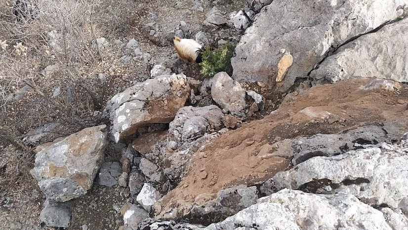 Dev kaya parçaları tehlike saçıyor!