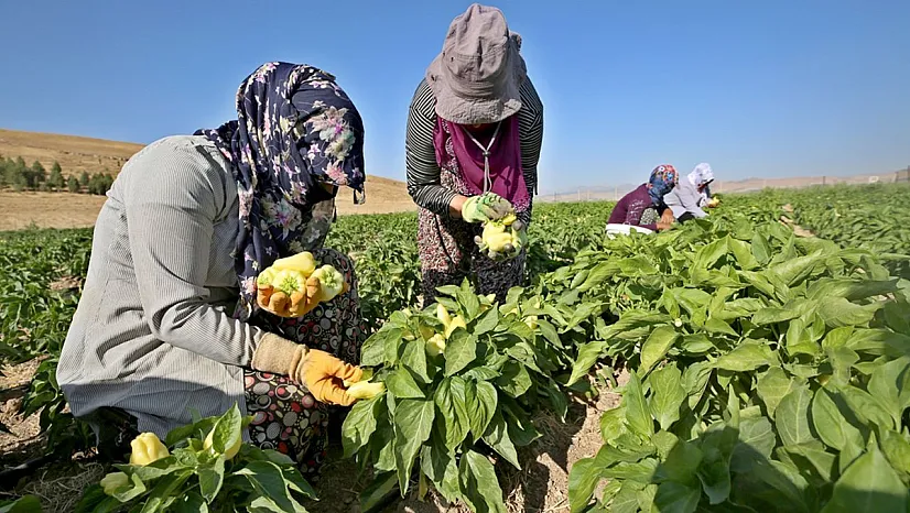 Devletin arazisi kadınlara ekmek kapısı oldu