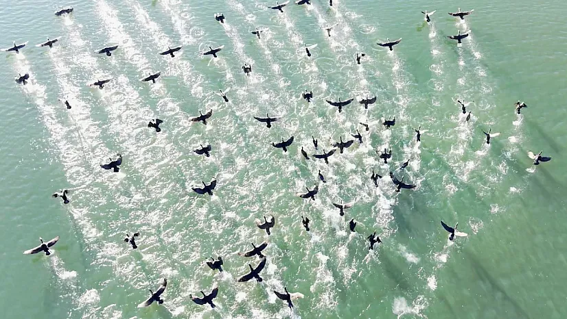 Doğanın sessiz misafirleri 'kara bataklar''