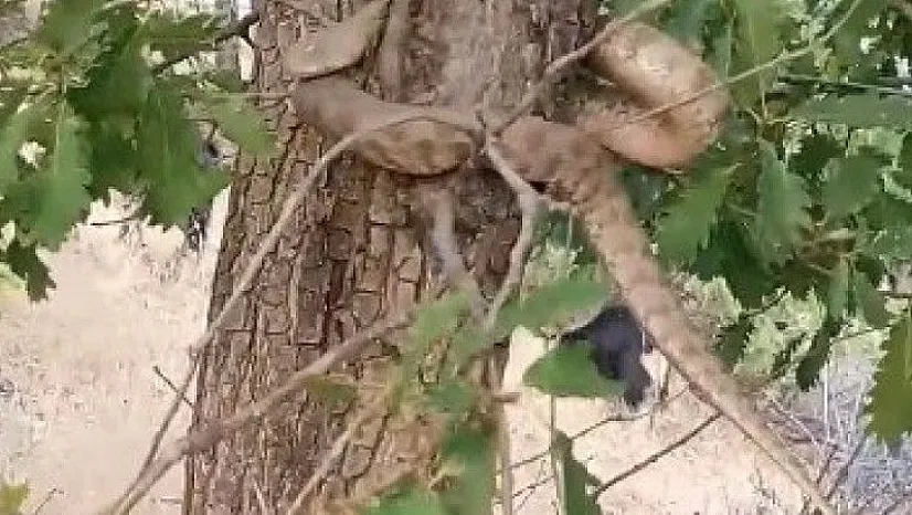 Alacakaya'da 2 metrelik yılan paniği!