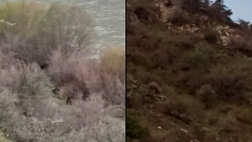Elazığ'da bozayılar kış uykusundan uyandı