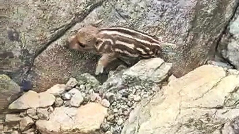 Elazığ'da çizgili yaban domuzu görüldü
