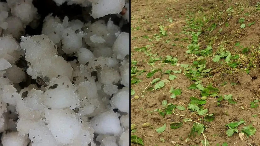 Elazığ'da dolu kayısı bahçelerine zarar verdi