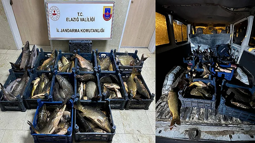 Elazığ'da kaçak balık operasyonu