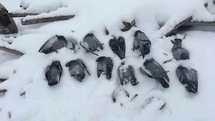 Onlarca güvercin donarak telef oldu