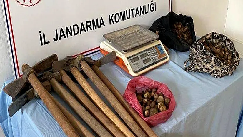 Elazığ'da salep sağanı operasyonu