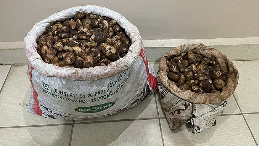 Salep soğanı topladılar! 4 kişiye müthiş ceza