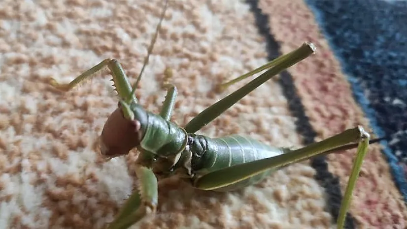 Etçil 'Çağaboğan' çekirgesi görüldü
