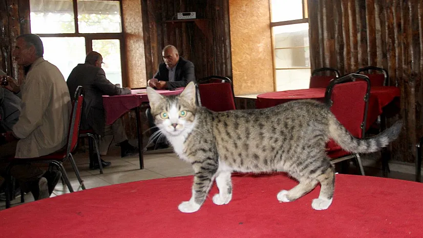 Kedi kahvehanenin maskotu oldu