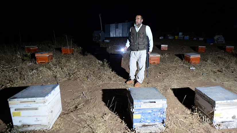 Bal Kovanlarını ayılardan korumak için gece nöbeti
