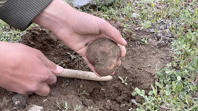 Kumi mantarı köylünün ekonomisine katkı sağlıyor