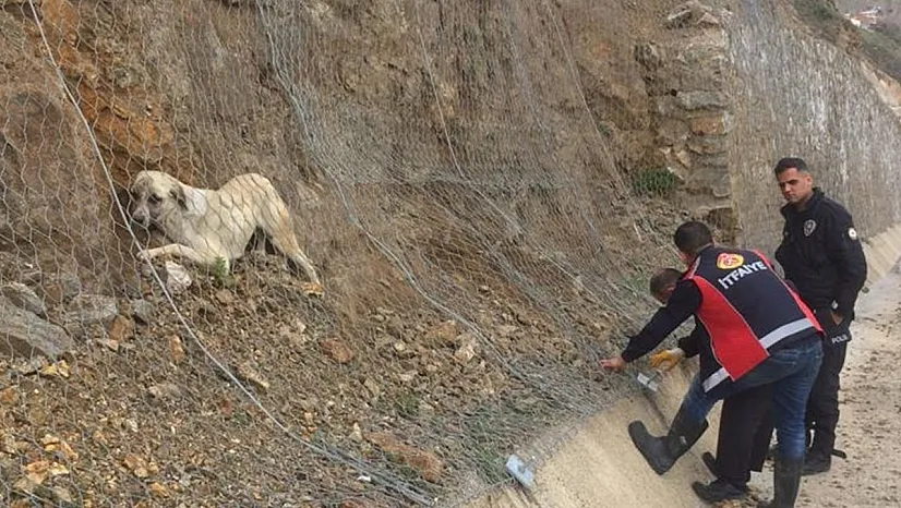 Mahsur kalan köpek kurtarıldı