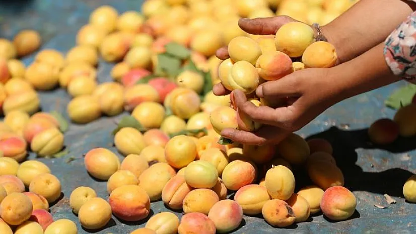 Malatya, kayısıda hedeflenen rekolteyi yakalamak istiyor