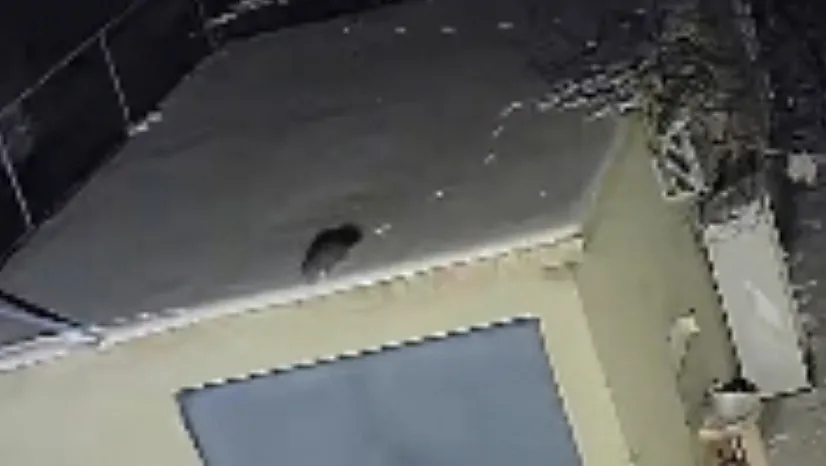 Nesli tehlike altındaki sansar kamerada