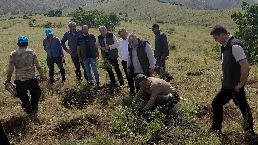 Palu'da ağaçlandırma projesi