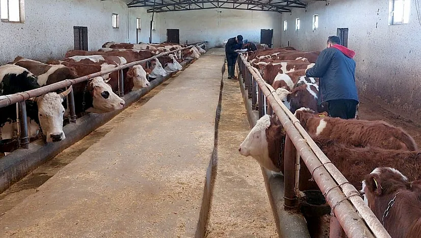 Şap hastalığına karşı hayvanlar aşılanıyor