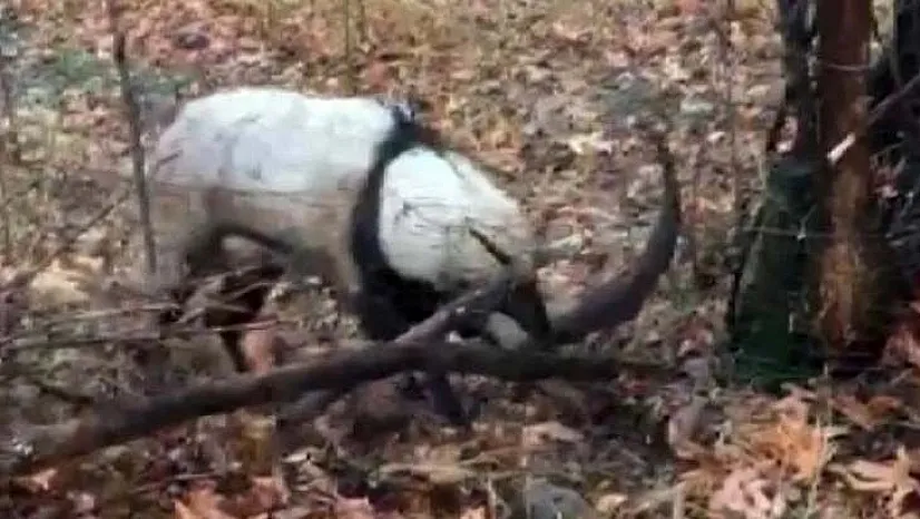 Tellere takılan dağ keçisi kurtarıldı