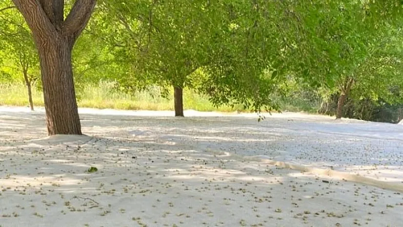 Tescilli Ulukale dutunda çalışmalar başladı