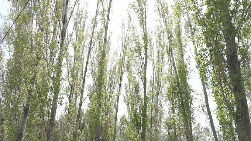 Uzmanlardan polen uyarısı