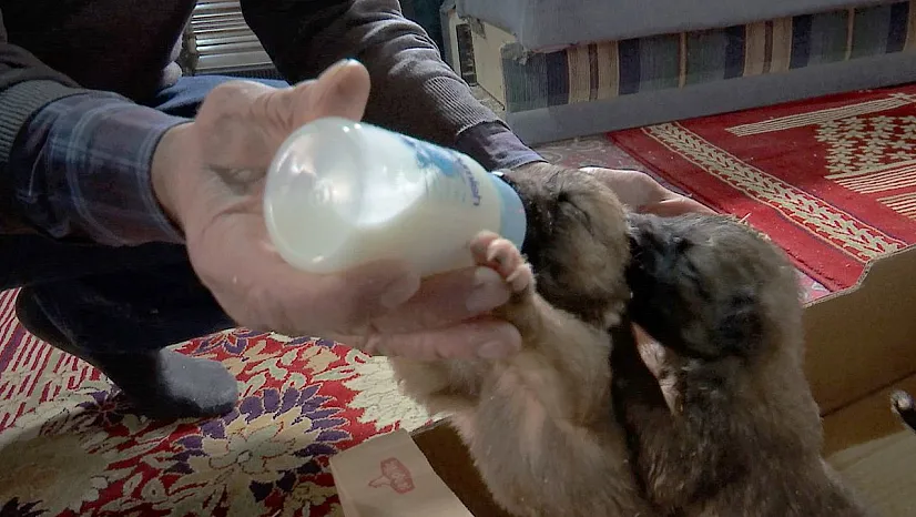 Yavru köpeklere bebek gibi bakıyor