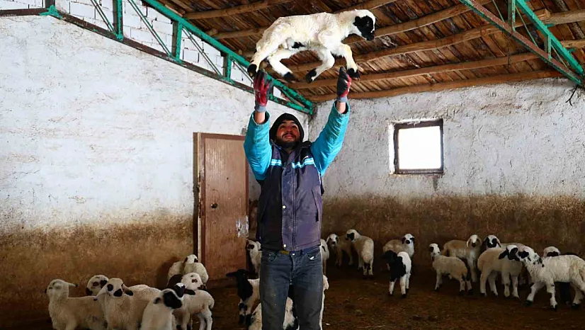 Soğuk hava kuzu doğumlarını artırdı
