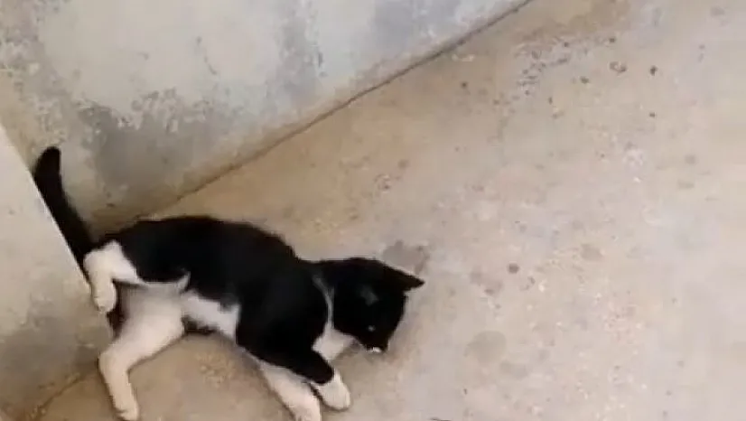 Deyim gerçek oldu!