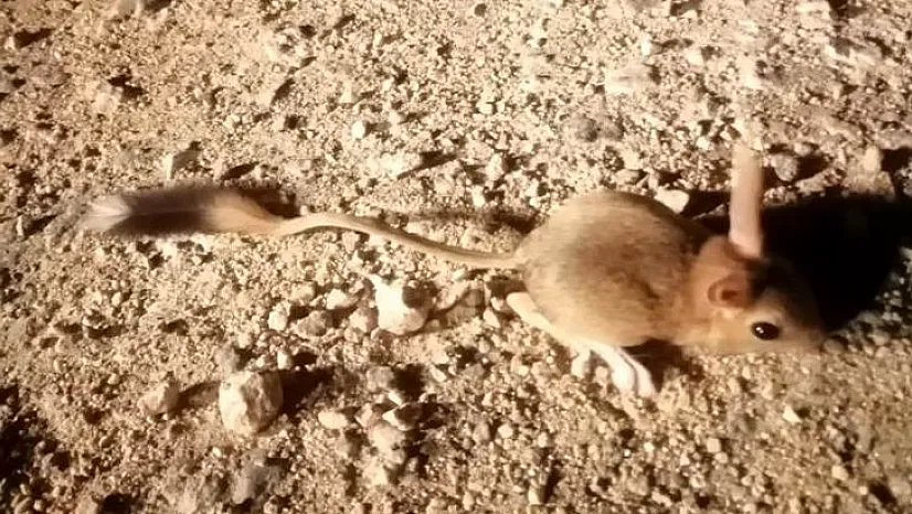 Elazığ'da görüldü!