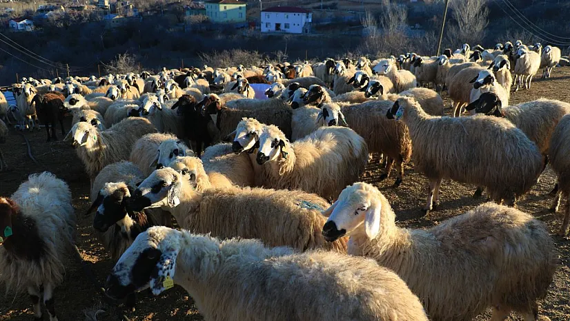 Elazığ'da virüs alarmı!