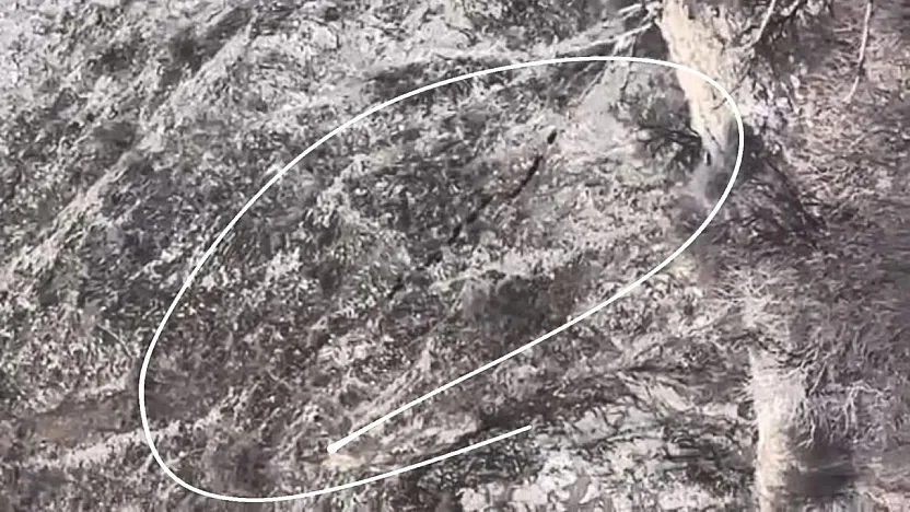 Aç kalan domuzlar köye indi