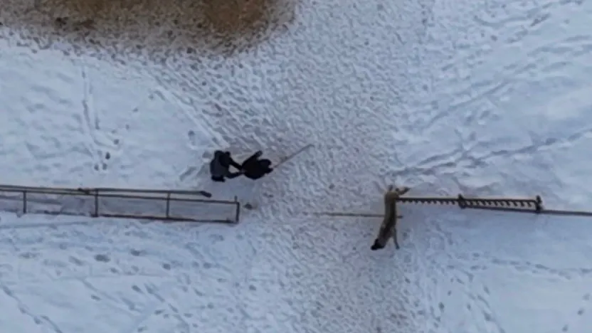 Doğaseverin köpeklerle zor anları