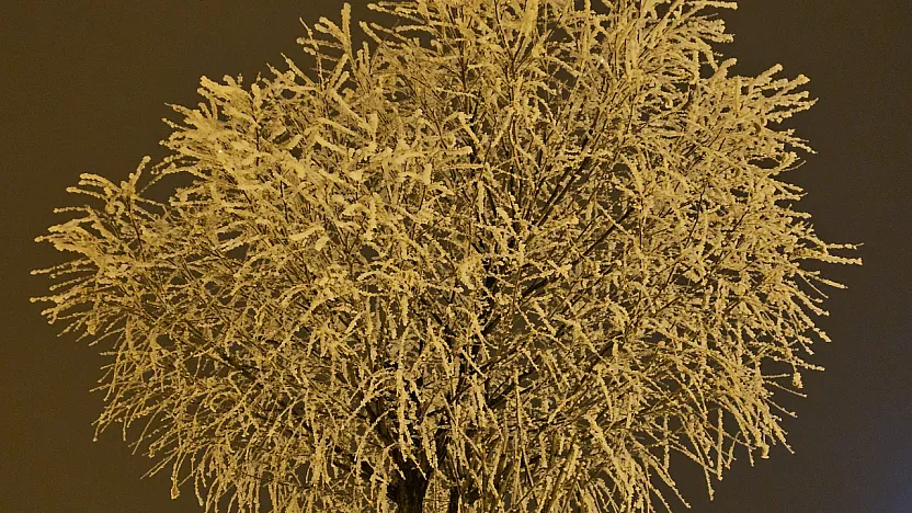 Elazığ'da ağaçlar kırağı tuttu