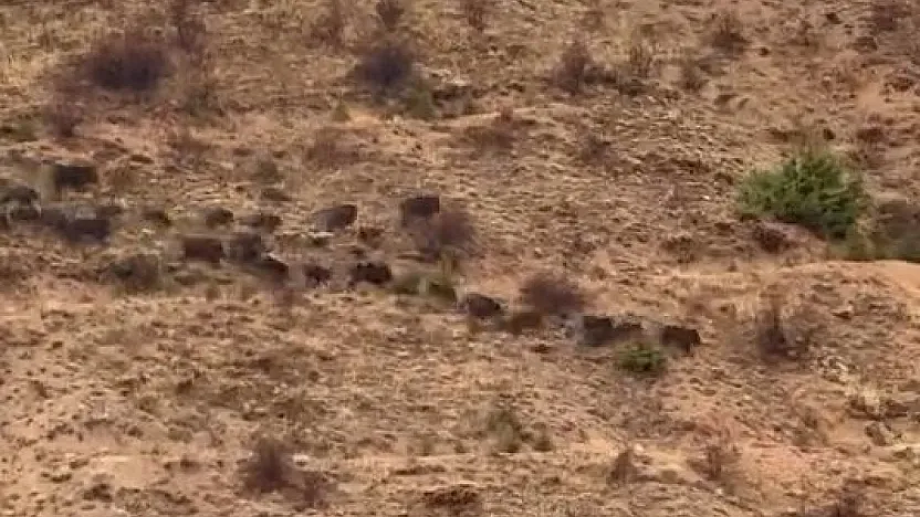 Elazığ'da domuz sürüsü görüntülendi