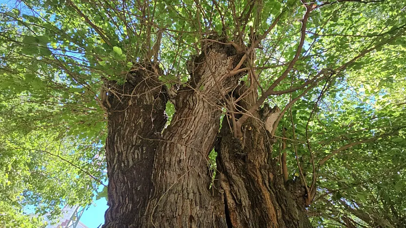 Elazığ'da dut ağaçları zamana direniyor
