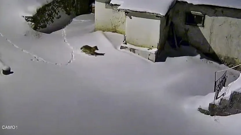 Yiyecek arayan kurt kamerada