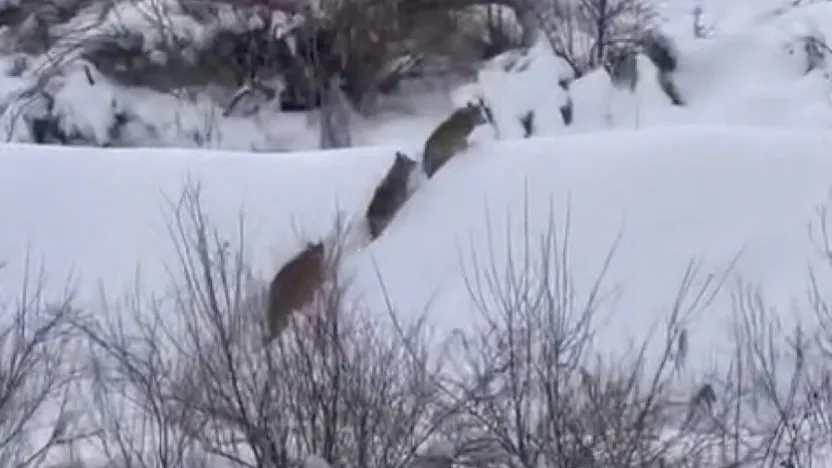 Elazığ'da kurt sürüsü görüldü