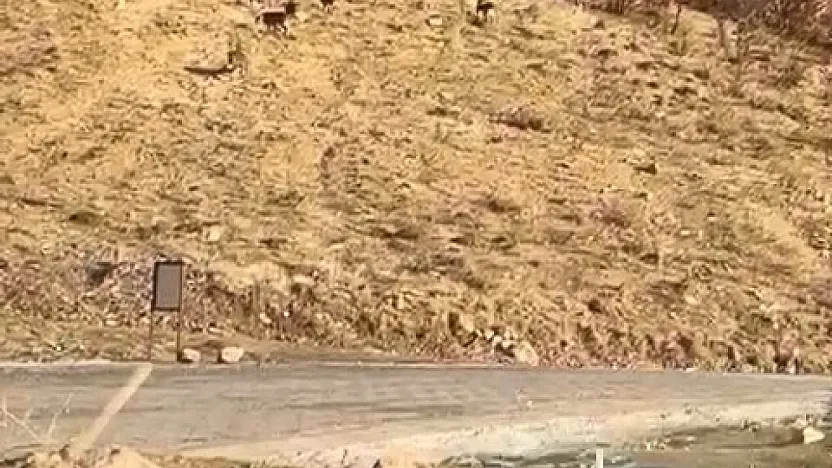 Elazığ'da dağ keçileri görüldü