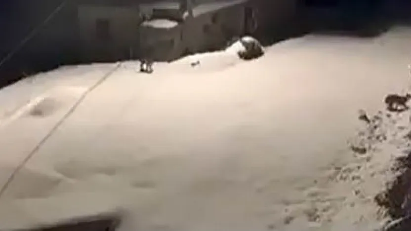 Elazığ'da vaşak ailesi görüldü