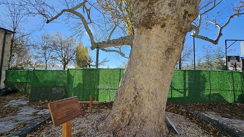 Harput'un asırlık çınarı yıllara meydan okuyor