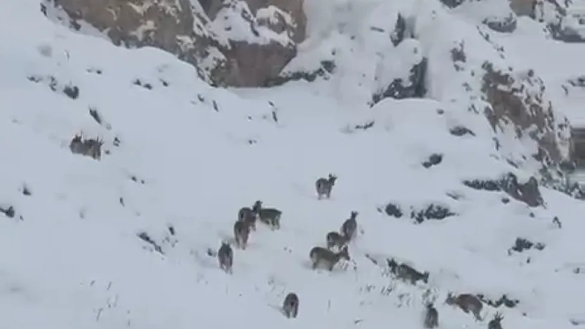 Palu'da dağ keçileri görüntülendi