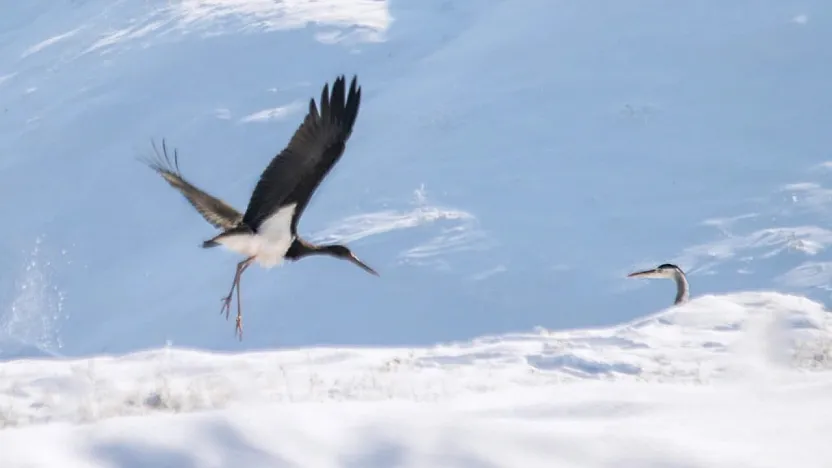 Kış ortasında Elazığ'da görüldü